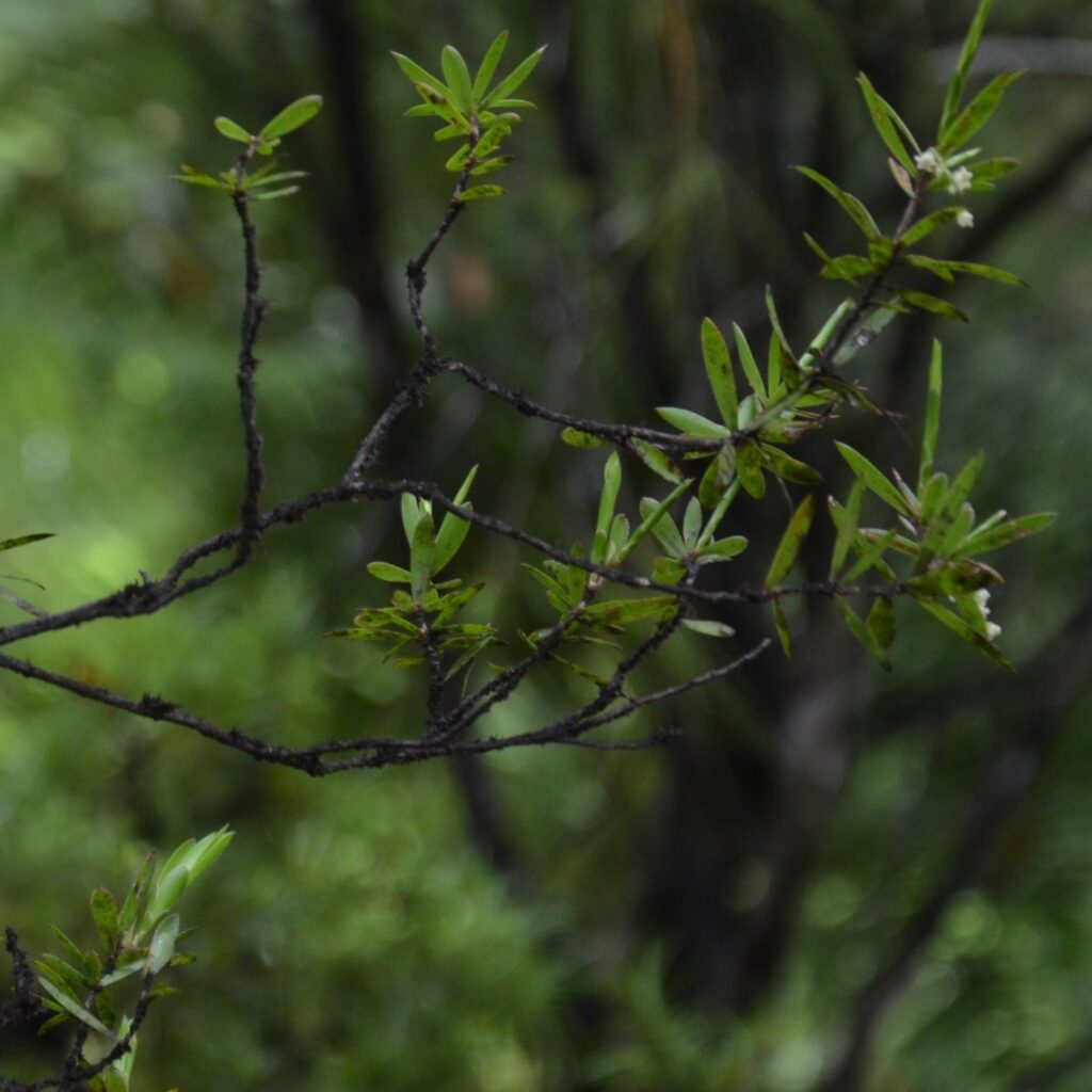 144 abeltasman ausschnitt